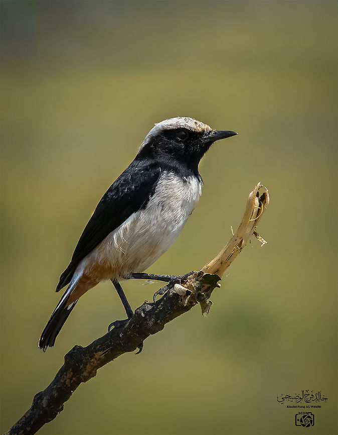 Pied Wheatear  Geotagged,Oenanthe pleschanka,Oman,Pied Wheatear,Pied wheatear