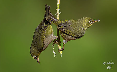Abyssinian white-eye