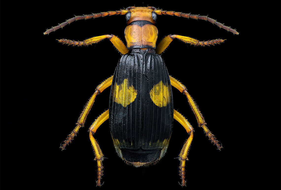 Bombardier beetles In a world full of wild defenses against insects, bomb beetles stand out for the violent chemical reaction that they use to deter enemies. Bombardier beetles,Geotagged,Oman,Pheropsophus africanus,Winter