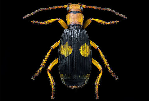 Bombardier beetles In a world full of wild defenses against insects, bomb beetles stand out for the violent chemical reaction that they use to deter enemies. Bombardier beetles,Geotagged,Oman,Pheropsophus africanus,Winter