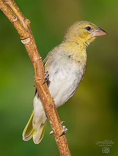 Rueppell’s Weaver  Geotagged,Oman,Ploceus galbula,Rüppells weaver