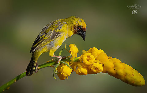 Rueppell’s weaver  Geotagged,Oman,Ploceus galbula,Rüppells weaver