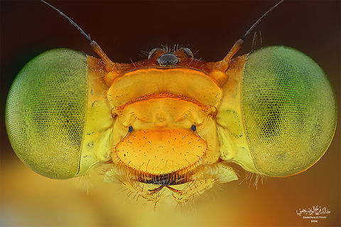 dragonfly orange-tailed sprite It is a small, burly creature that preys on small flies, the chest color is distinctive olive green and the belly is red and orange. It can be spotted in ponds and swamps. Dragonfly order Ceriagrion auranticum,Geotagged,Oman