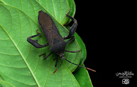 Anoplocnemis curvipes