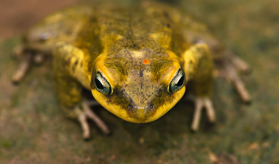 Dhofar Toad  Dhofar toad,Duttaphrynus dhufarensis,Geotagged,Oman