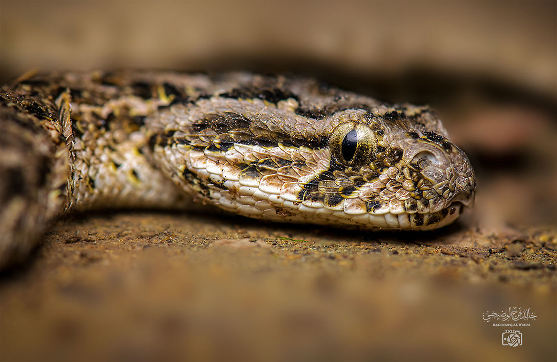 Puff adder  Bitis arietans,Geotagged,Oman,Puff adder