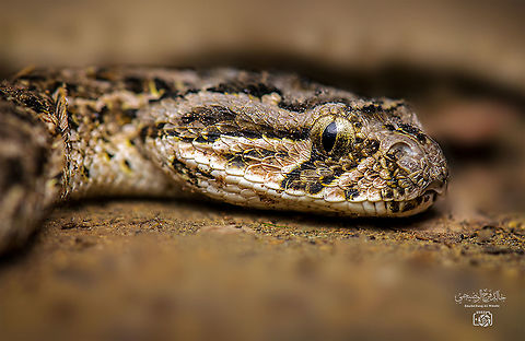 Puff adder  Bitis arietans,Geotagged,Oman,Puff adder