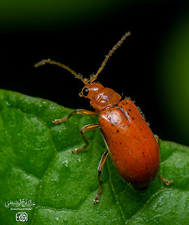 Aulacophora indica  Aulacophora indica,Geotagged,Oman
