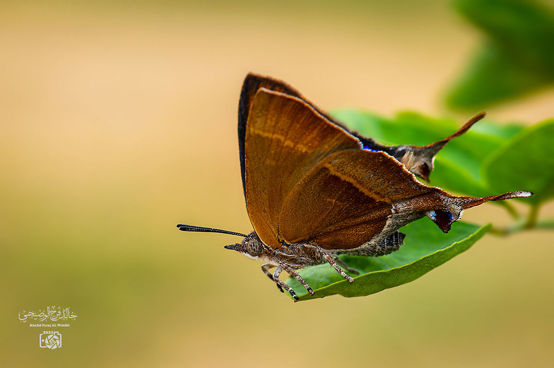 Common fig-tree blue  Common fig-tree blue,Geotagged,Myrina silenus,Oman