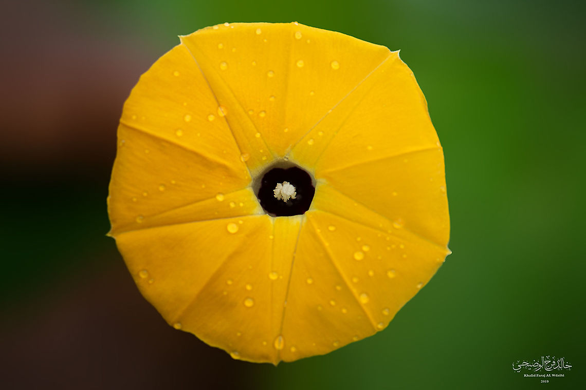 Yellow Obscure Morning Glory  Geotagged,Ipomoea obscura,Obscure Morning Glory,Oman