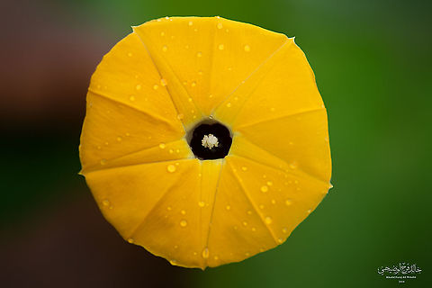 Yellow Obscure Morning Glory  Geotagged,Ipomoea obscura,Obscure Morning Glory,Oman
