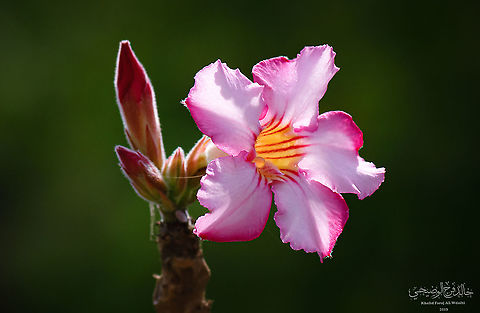 Adenium obesum  Adenium obesum,Desert rose,Geotagged,Oman
