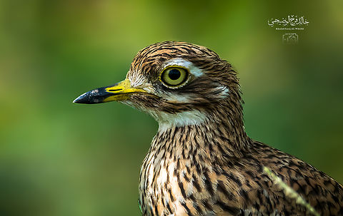 Stone Curlew Explanation: It is a bird that is active in the evening, but during the day it remains dormant on the ground or among bushes and rocks, where its legs are folded under its body and the neck and head are elongated and therefore cannot be seen Burhinidae,Burhinus capensis,Geotagged,Oman,Spotted Thick-knee,Stone-curlews