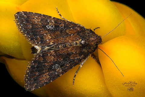 Noctuidae Explanation: Noctuidae are moths in the family Noctuidae that are found in all tropical regions Condica illecta