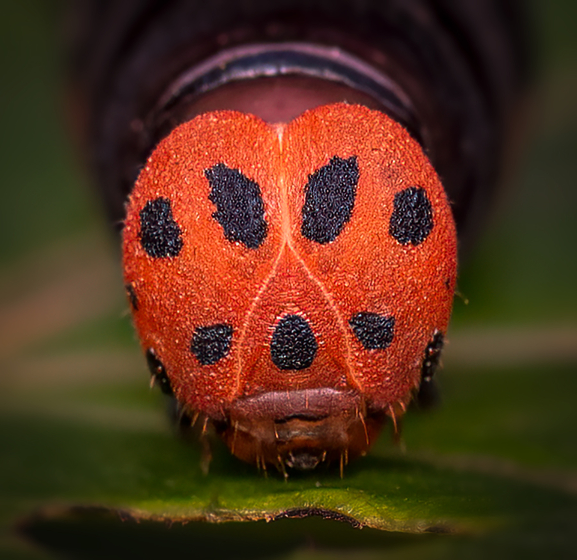 Coeliades Anchises Description: Harlequin butterfly. This species has been observed in Ethiopia, Somalia, Uganda, Kenya, Tanzania, Mozambique, eastern Zimbabwe, South Africa, Yemen and Oman in Dhofar Governorate. Coeliades anchises,One-pip policeman