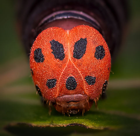 Coeliades Anchises Description: Harlequin butterfly. This species has been observed in Ethiopia, Somalia, Uganda, Kenya, Tanzania, Mozambique, eastern Zimbabwe, South Africa, Yemen and Oman in Dhofar Governorate. Coeliades anchises,One-pip policeman