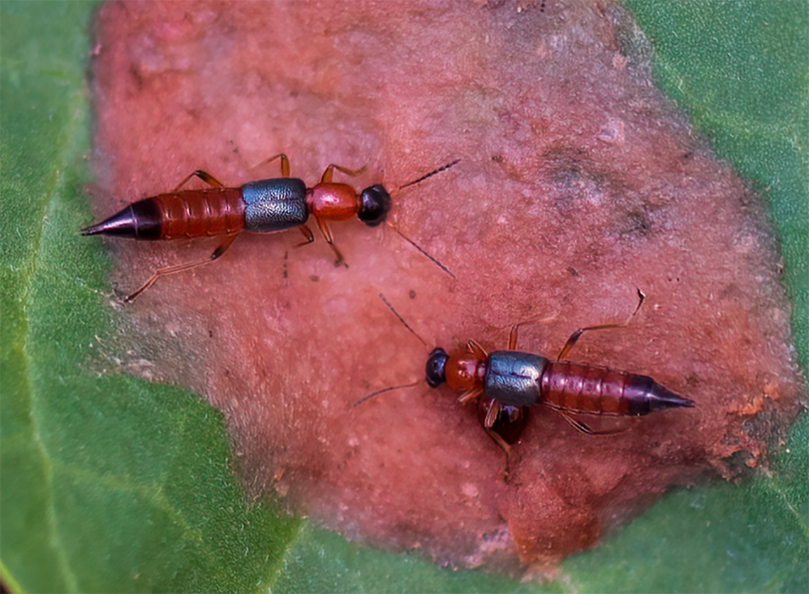 paederus littoralis  Paederus littoralis