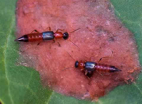 paederus littoralis  Paederus littoralis