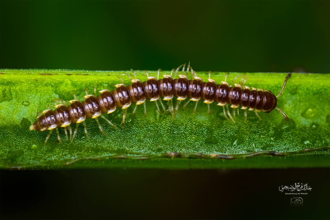Paradoxosomatidae Explanation: It is not poisonous, it does not bite or sting, although it is not poisonous. When attacked, it secretes an acidic fluid from the glands on the side of the body. If this fluid splashes into the eyes, it may cause strong irritation. This defensive fluid is very irritating. Some people may be allergic to this fluid. Greenhouse millipede,Oxidus gracilis