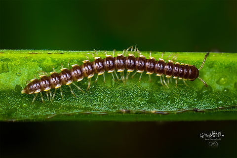 Paradoxosomatidae Explanation: It is not poisonous, it does not bite or sting, although it is not poisonous. When attacked, it secretes an acidic fluid from the glands on the side of the body. If this fluid splashes into the eyes, it may cause strong irritation. This defensive fluid is very irritating. Some people may be allergic to this fluid. Greenhouse millipede,Oxidus gracilis