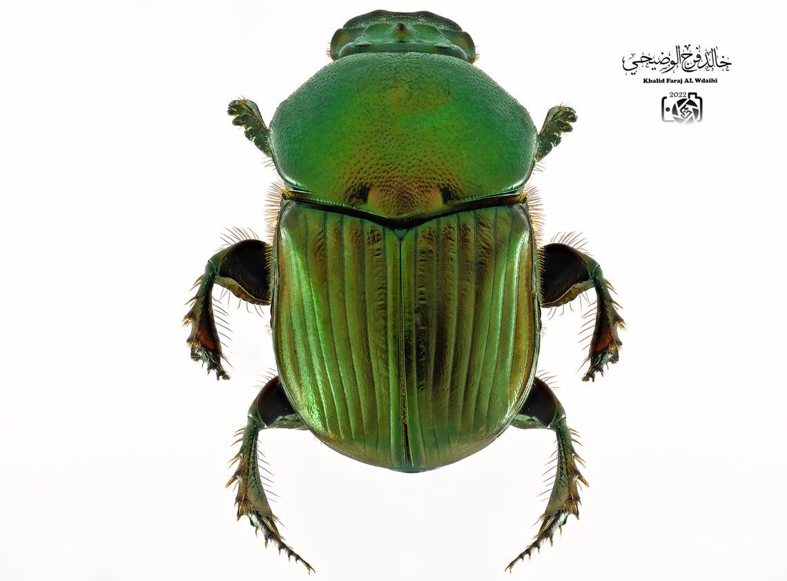 phanaeus igneus Explanation: It is a species of dung beetle in the family Scarabaeidae. Phanaeus igneus,phanaeus igneus