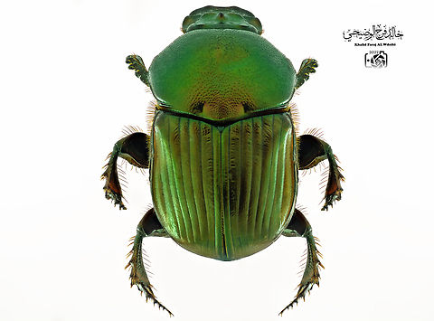 phanaeus igneus Explanation: It is a species of dung beetle in the family Scarabaeidae. Phanaeus igneus,phanaeus igneus