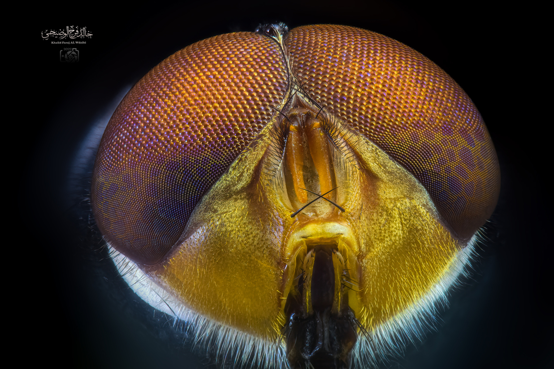Calliphoridae  Common Greenbottle Fly,Lucilia sericata