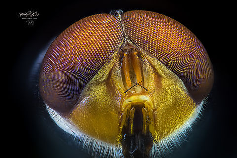 Calliphoridae  Common Greenbottle Fly,Lucilia sericata