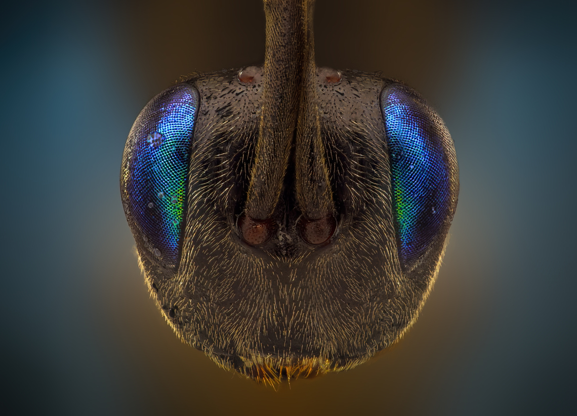 Ensign wasp Banner wasps or eggplant wasps are a family of parasitic wasps, they number about 20 genera and contain more than 400 described species and are found all over the world except for the polar regions and the larvae of these solitary wasps feed on cockroaches<br />
 Geotagged,Oman