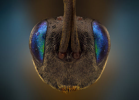 Ensign wasp Banner wasps or eggplant wasps are a family of parasitic wasps, they number about 20 genera and contain more than 400 described species and are found all over the world except for the polar regions and the larvae of these solitary wasps feed on cockroaches
 Geotagged,Oman