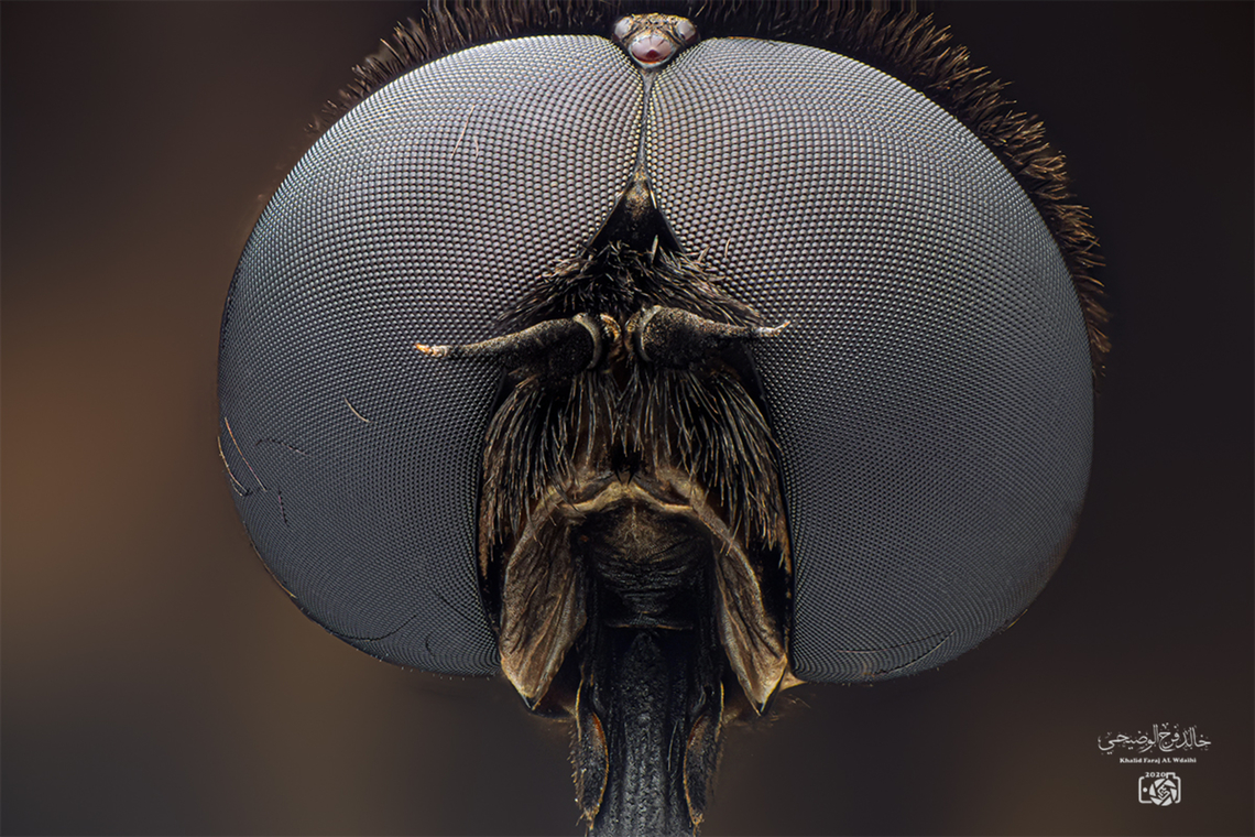 Tabanus atratus Horse flies or horseflies are small to medium sized insects with a black body or horns and the male&#039;s eyes are directly next to each other Black Horse Fly,Geotagged,Oman,Tabanus tratusخالد الوضيحي