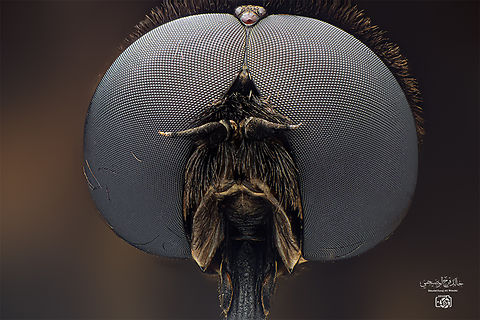 Tabanus atratus Horse flies or horseflies are small to medium sized insects with a black body or horns and the male's eyes are directly next to each other Black Horse Fly,Geotagged,Oman,Tabanus tratusخالد الوضيحي