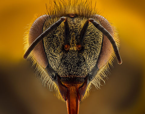 Apis florea The dwarf bee is a wild bee. This type of bee is one of the smallest known bees and is able to withstand high temperatures, which may reach 50 degrees Celsius Apis florea,Geotagged,Oman