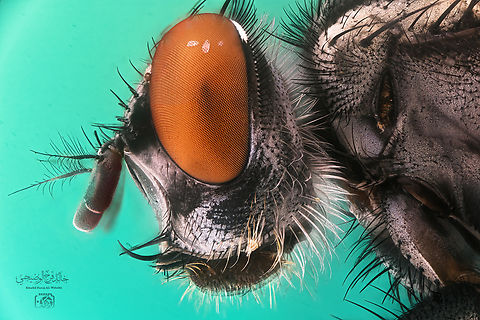 Sarcophagidae It is a large insect resembling a housefly in its biological characteristics and behavior (12-20 mm in length). Its color is black, and there are three longitudinal black lines extending from the front of the chest to the end of the chest. The basal half of the arista in the antennae is densely hairy. On the edges of the abdomen there are short and dense hairs, and there are black spots alternating with other silvery ones. Dragoman marsh #aeronauta #salalah  #OMAN #خالد_الوضيحي #ابو_الياس #خريف_ظفار #ظفار #صلاله #مرباط #طاقة #سلطنة,Geotagged