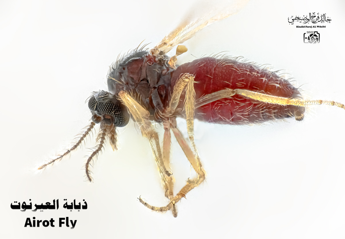 #aeronauta. العيرنوت The arrowfly is a seasonal fly. The female sucks blood from humans or any living being to feed until the breeding process is completed successfully in the autumn season of each year. The size of the fly is much less than 1 mm. The arrowroot insect is found in the south of the Sultanate of Oman, Dhofar Governorate.  In general, this insect is distinguished by its painful sting and causes itching. It is preferable not to scratch so that the pain does not multiply, as the female stings in order to suck blood. The lionfish also has environmental benefits, such as overgrazing. خالد فرج الوضيحي  Geotagged,Oman