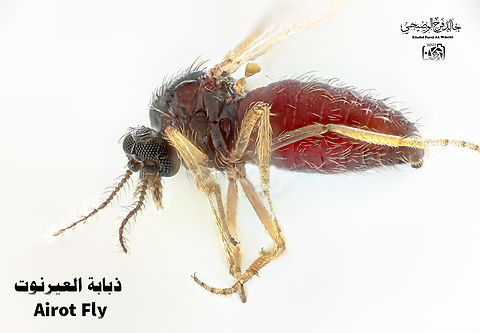 #aeronauta. العيرنوت The arrowfly is a seasonal fly. The female sucks blood from humans or any living being to feed until the breeding process is completed successfully in the autumn season of each year. The size of the fly is much less than 1 mm. The arrowroot insect is found in the south of the Sultanate of Oman, Dhofar Governorate.  In general, this insect is distinguished by its painful sting and causes itching. It is preferable not to scratch so that the pain does not multiply, as the female stings in order to suck blood. The lionfish also has environmental benefits, such as overgrazing. خالد فرج الوضيحي  Geotagged,Oman