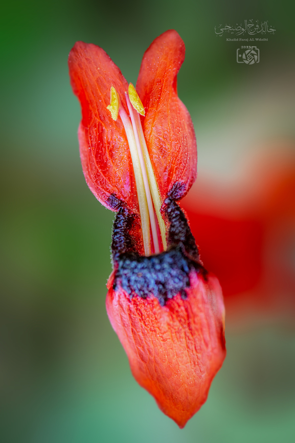 Ruttya fruticosa A shrub native to Africa. It is a beautiful plant found in the Dhofar Mountains in the south of the Sultanate of Oman and loves warm weather. خالد فرج الوضيحي  Geotagged,Jammy mouth,Oman,Ruttya fruticosa