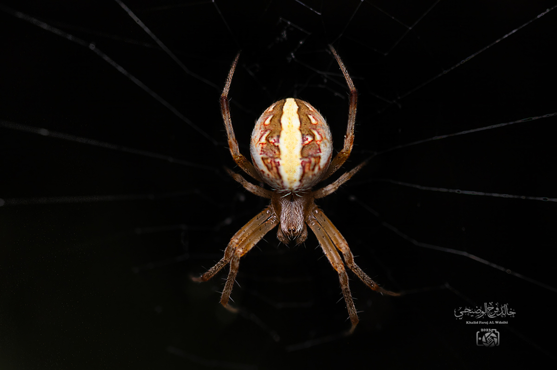 neoscona theisi  Neoscona theisi