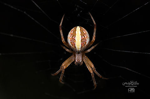neoscona theisi  Neoscona theisi