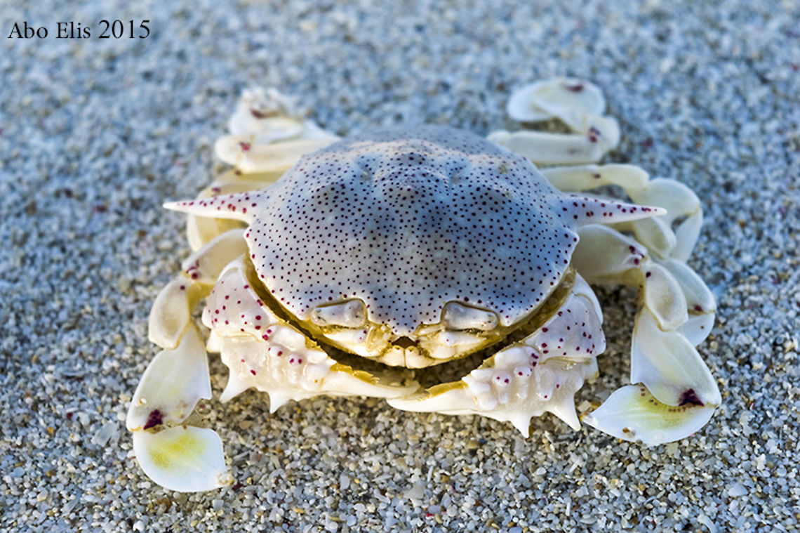 moon crab Moon crabs phylum Arthropoda, subphylum Crustacea Ashtoret lunaris,Geotagged,Oman,Spotted moon crab,Winter,moon crab