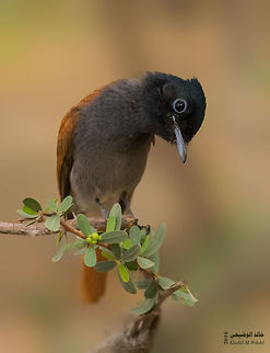 African Paradise Flycatcher  African paradise flycatcher,Terpsiphone viridis