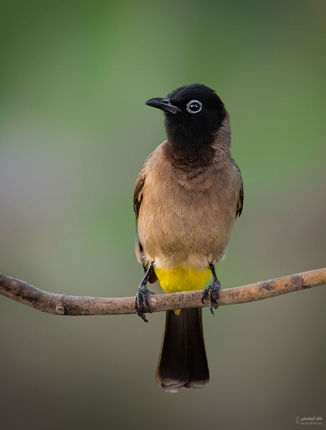 White-spectacled bulbul  Geotagged,Oman,Pycnonotus xanthopygos,White-Spectacled bulbul