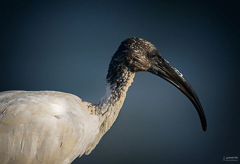 Threskiornis  Black-headed Ibis,Threskiornis melanocephalus