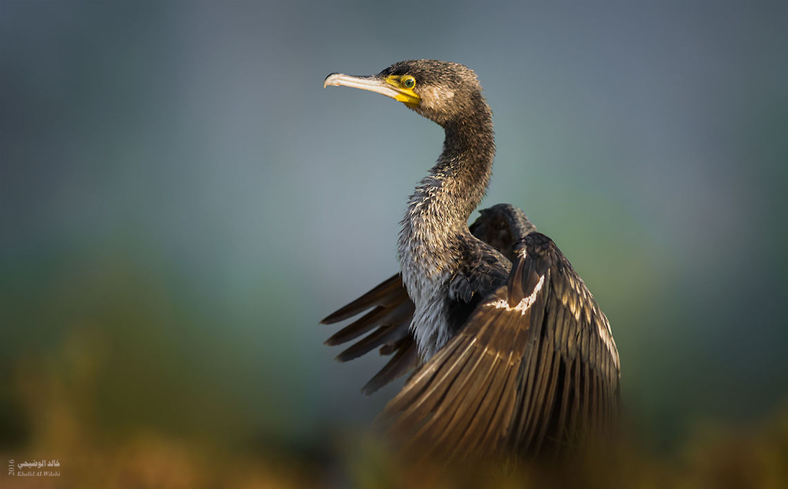 Phalacrocorax nigrogularis  Phalacrocorax nigrogularis,Socotra cormorant