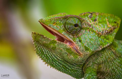 Chamaeleo arabicus  Arabian chameleon,Chamaeleo arabicus