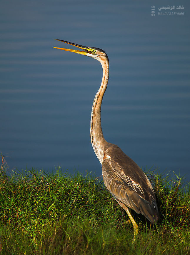 Ardea purpurea  Ardea purpurea,Purple Heron