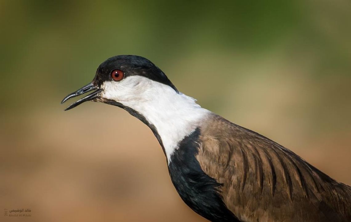 Hoplopterus spinosus  Spur-winged lapwing,Vanellus spinosus