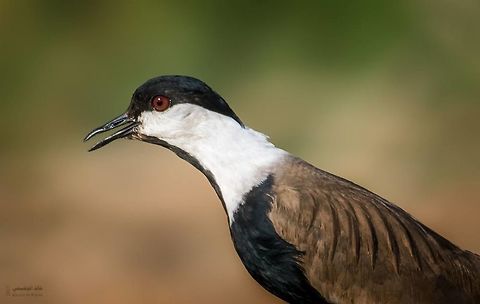 Hoplopterus spinosus  Spur-winged lapwing,Vanellus spinosus