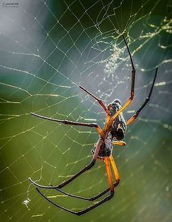 Nephila sumptuosa  Geotagged,Nephila sumptuosa,Oman
