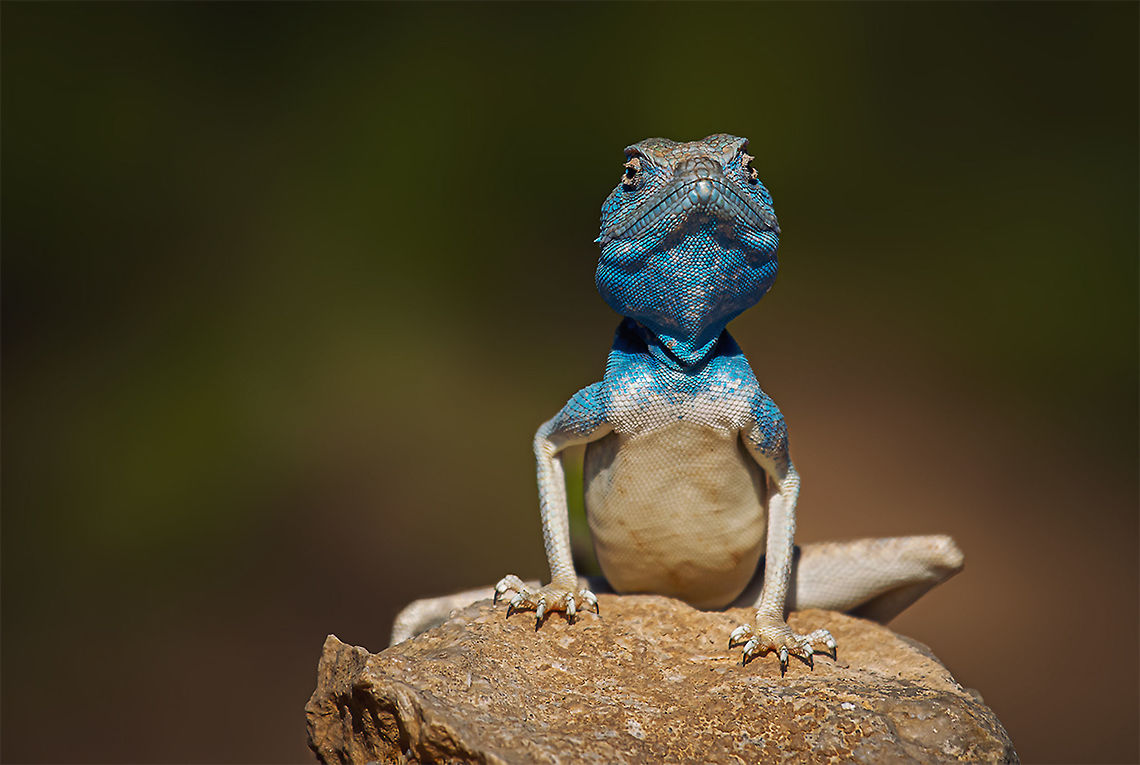 Agama sinaita  Agama sinaita,Pseudotrapelus sinaitus,Sinai agama
